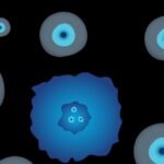 Actorius's illustration of a circulating tumor cell among blood cells
