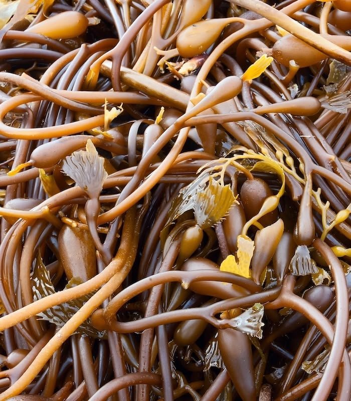 Alt text: Harvested seaweed biomass close-up for biofuel production