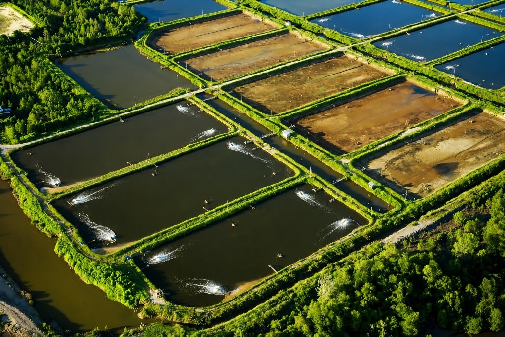Aerated aquaculture ponds, from Bariflo's official website