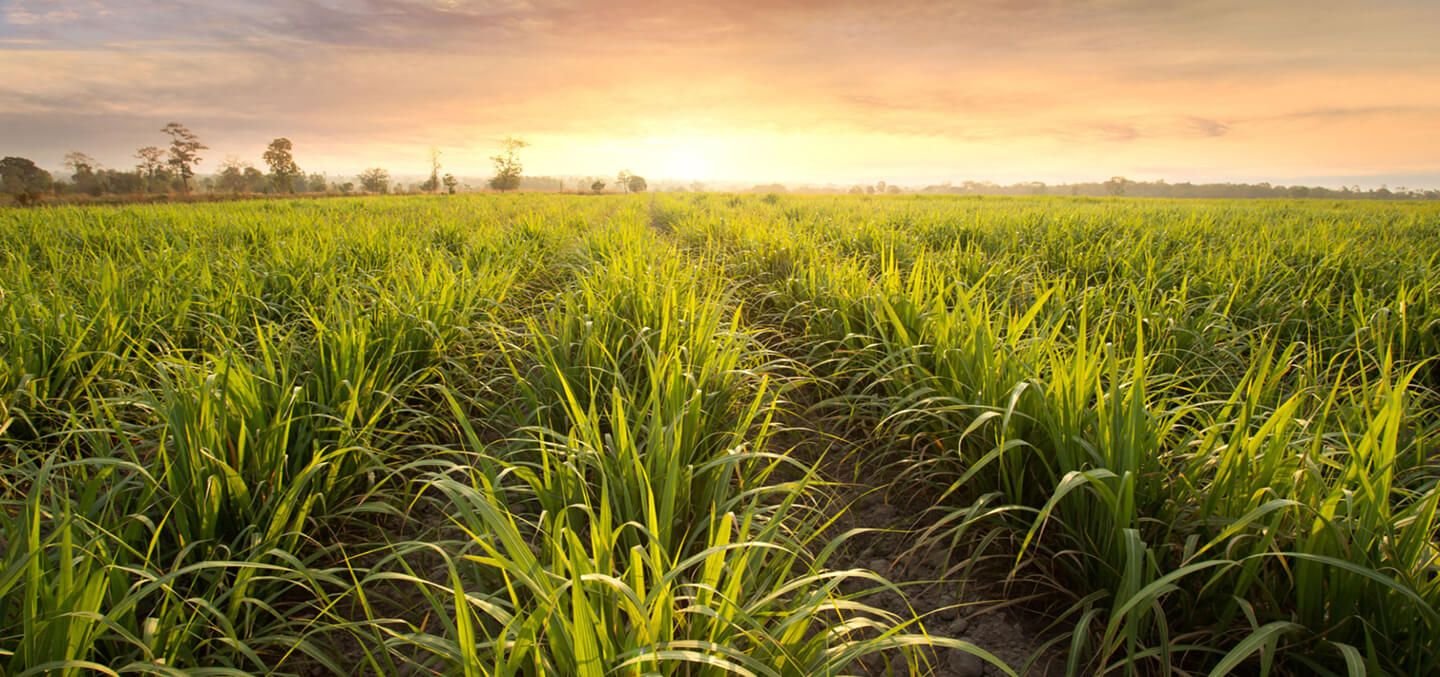 Sugarcane fields feeding Balrampur Bioyug's Kumbhi PLA plant