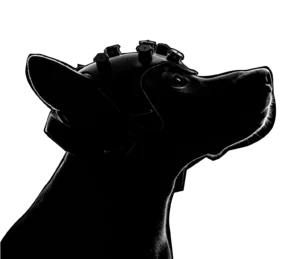 Dognosis detection dog wearing the DogSense EEG headset