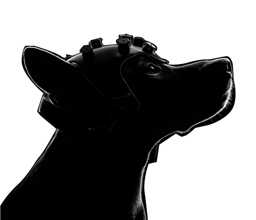 Dognosis detection dog wearing the DogSense EEG headset