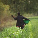 A farmer spreading biochar onto a crop field in Maharashtra, India