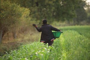 A farmer spreading biochar onto a crop field in Maharashtra, India