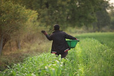 A farmer spreading biochar onto a crop field in Maharashtra, India