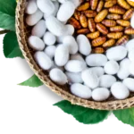 Silkworm bioreactor imagery from Loopworm