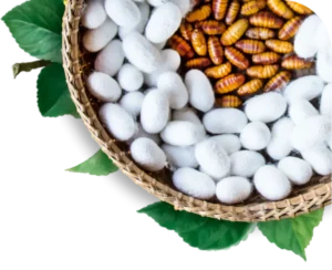 Silkworm bioreactor imagery from Loopworm