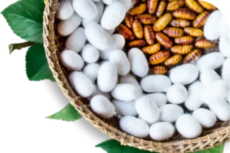 Silkworm bioreactor imagery from Loopworm