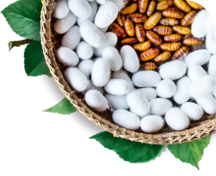 Silkworm bioreactor imagery from Loopworm