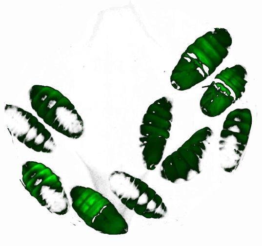 Silkworm pupae expressing jellyfish GFP protein — Loopworm LoopBac proof of concept