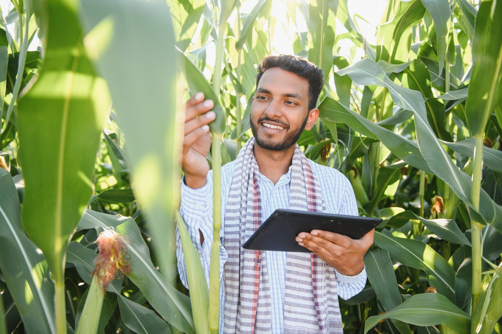 A farmer inspecting a maize crop in India