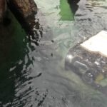 A Planys underwater robot at work beside a submerged structure